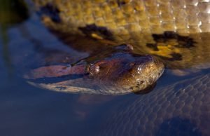 Anaconda
