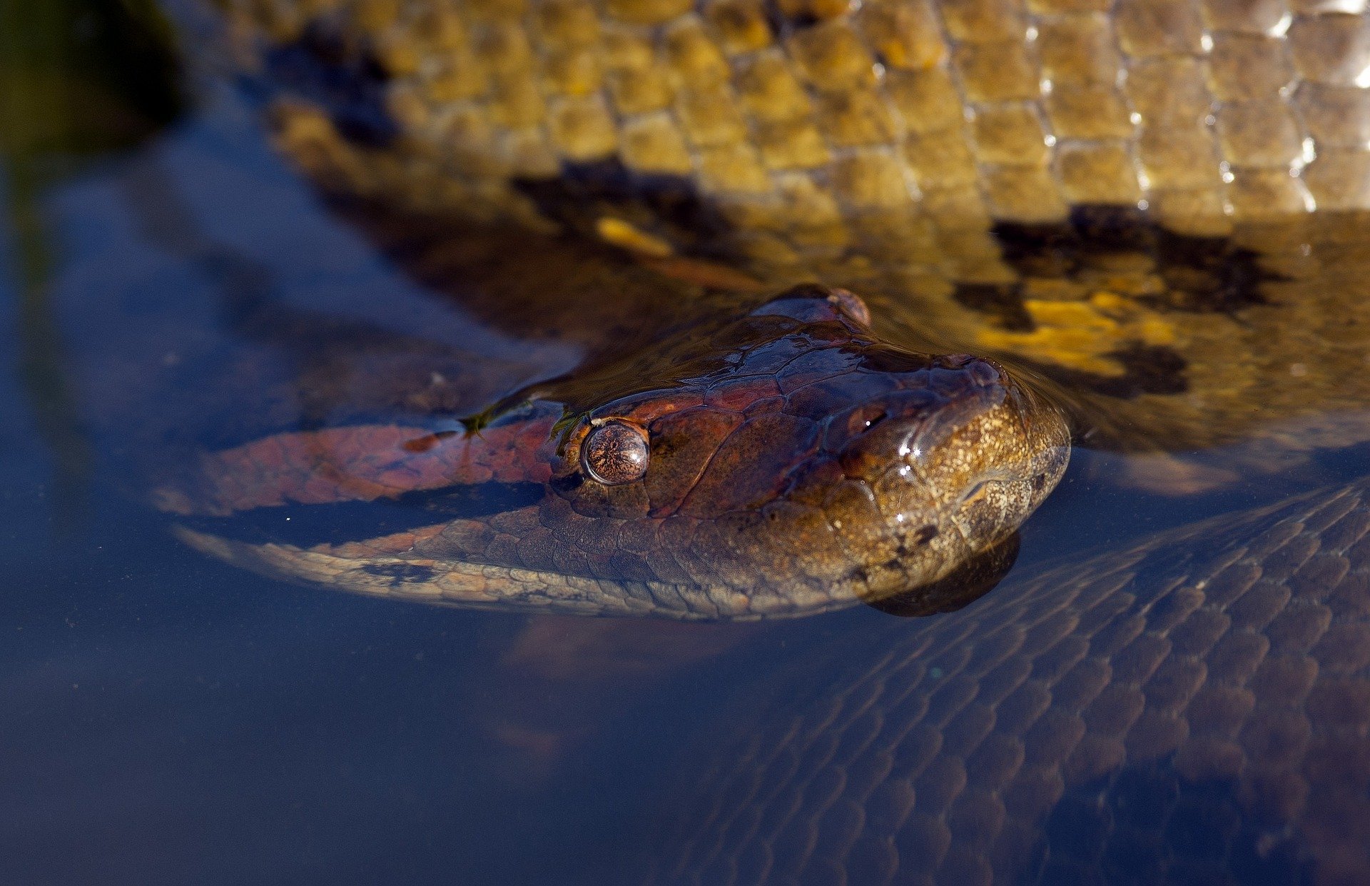 Anaconda