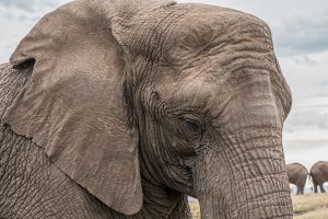 Elefante