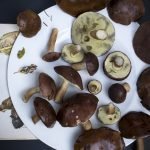 Comparar archivos en Visual Studio Code mushrooms