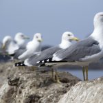 Eliminar duplicados de un vector JavaScript seagulls
