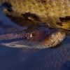 Anaconda